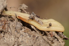 Fletchamia mediolineata