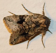 Ctenoplusia molybdina