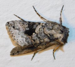 Ctenoplusia molybdina