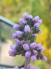 Erica hirtiflora