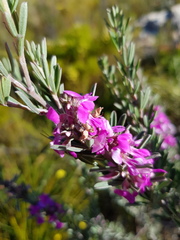 Indigofera flabellata