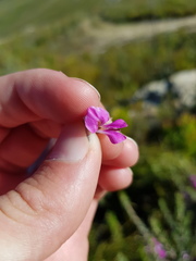 Indigofera flabellata