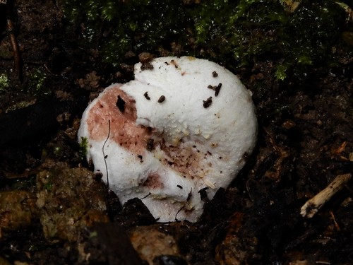 Entoloma gasteromycetoides image