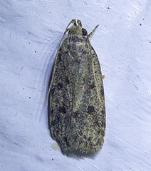 Stoeberhinus testaceus