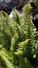 Polystichum cystostegium