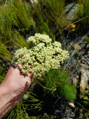 Nanobubon capillaceum