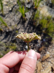 Nanobubon capillaceum