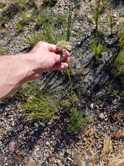 Nanobubon capillaceum