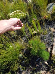 Nanobubon capillaceum
