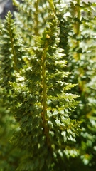 Polystichum cystostegium