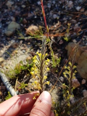 Struthiola tomentosa