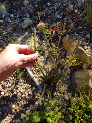Struthiola tomentosa