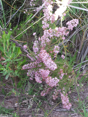 Erica hirtiflora