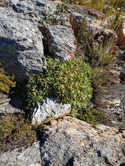 Oldenburgia paradoxa