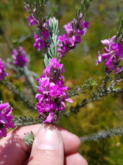 Indigofera flabellata