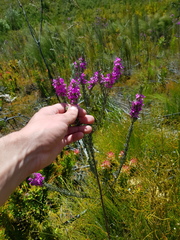 Indigofera flabellata