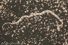 Bogertophis subocularis subocularis