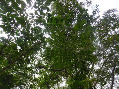 Pseudosamanea guachapele