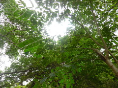 Pseudosamanea guachapele