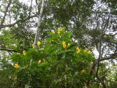 Senna nicaraguensis