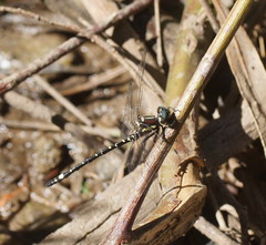 Eusynthemis brevistyla