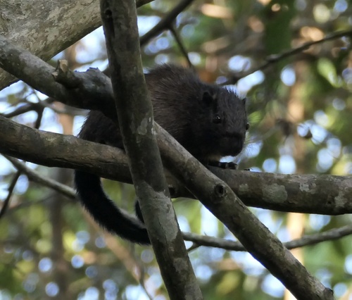 Giant Tree Rat (Toromys grandis) — Least Concern Mammalia