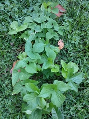 Typhonium trilobatum