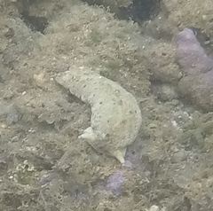 Plakobranchus ocellatus