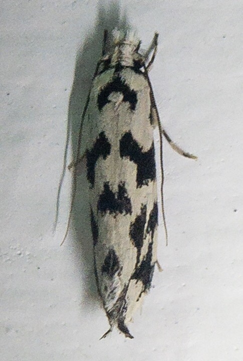 Fungus moth