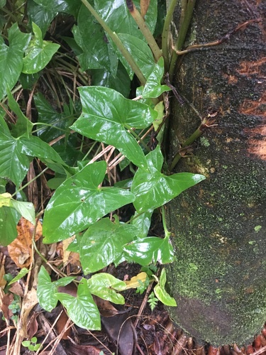 Syngonium podophyllum