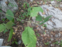 Helicteres baruensis