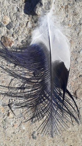 Plume de Ibis sacré