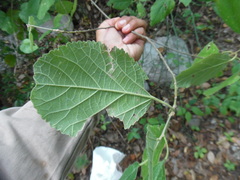 Helicteres baruensis