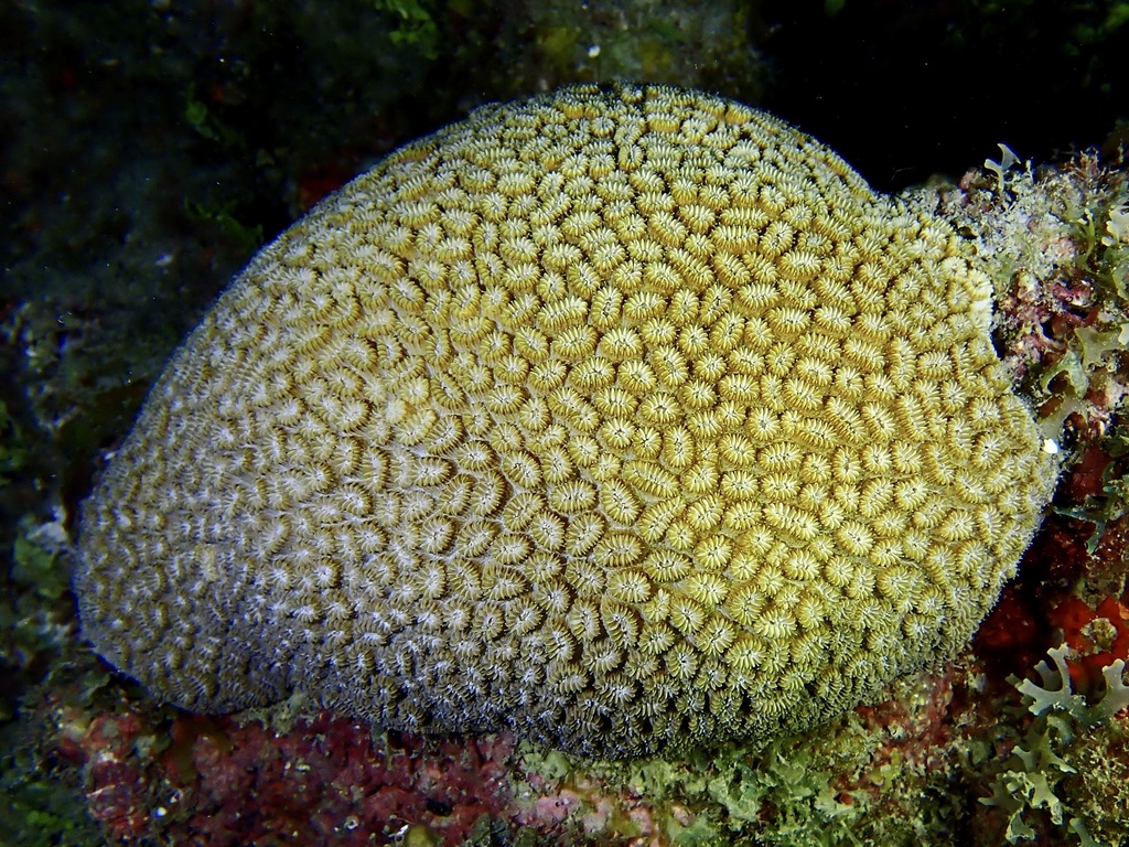 Elliptical Star Coral