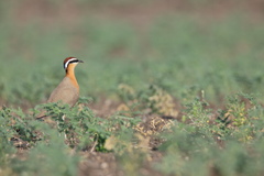 Cursorius coromandelicus