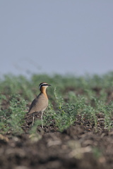 Cursorius coromandelicus