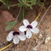 Pelargonium tricolor - Photo (c) Peter Thompson, algunos derechos reservados (CC BY-NC)