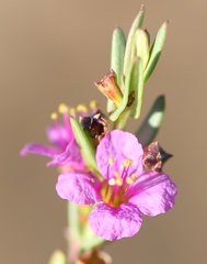 Ammannia luederitzii image