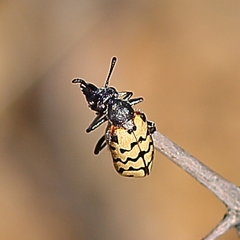 Hycleus dentatus