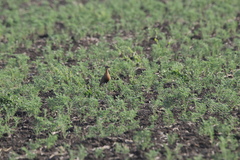 Cursorius coromandelicus