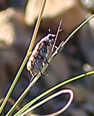 Hycleus dentatus