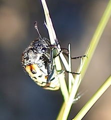 Hycleus dentatus