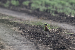 Cursorius coromandelicus