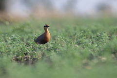 Cursorius coromandelicus