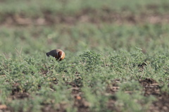 Cursorius coromandelicus