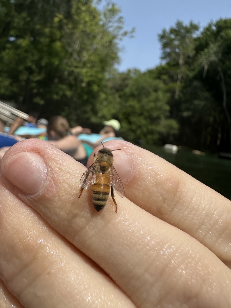 Western Honey Bee from Ichetucknee River, Fort White, FL, US on July 1 ...