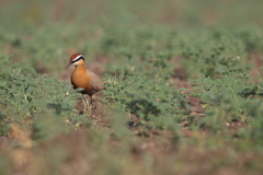 Cursorius coromandelicus