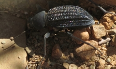 Somaticus aeneus