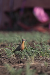 Cursorius coromandelicus