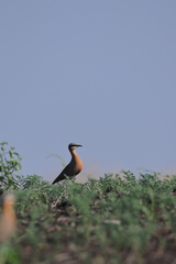 Cursorius coromandelicus